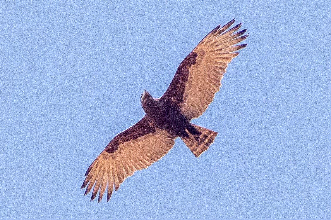 Brown Snake-Eagle - ML630358101