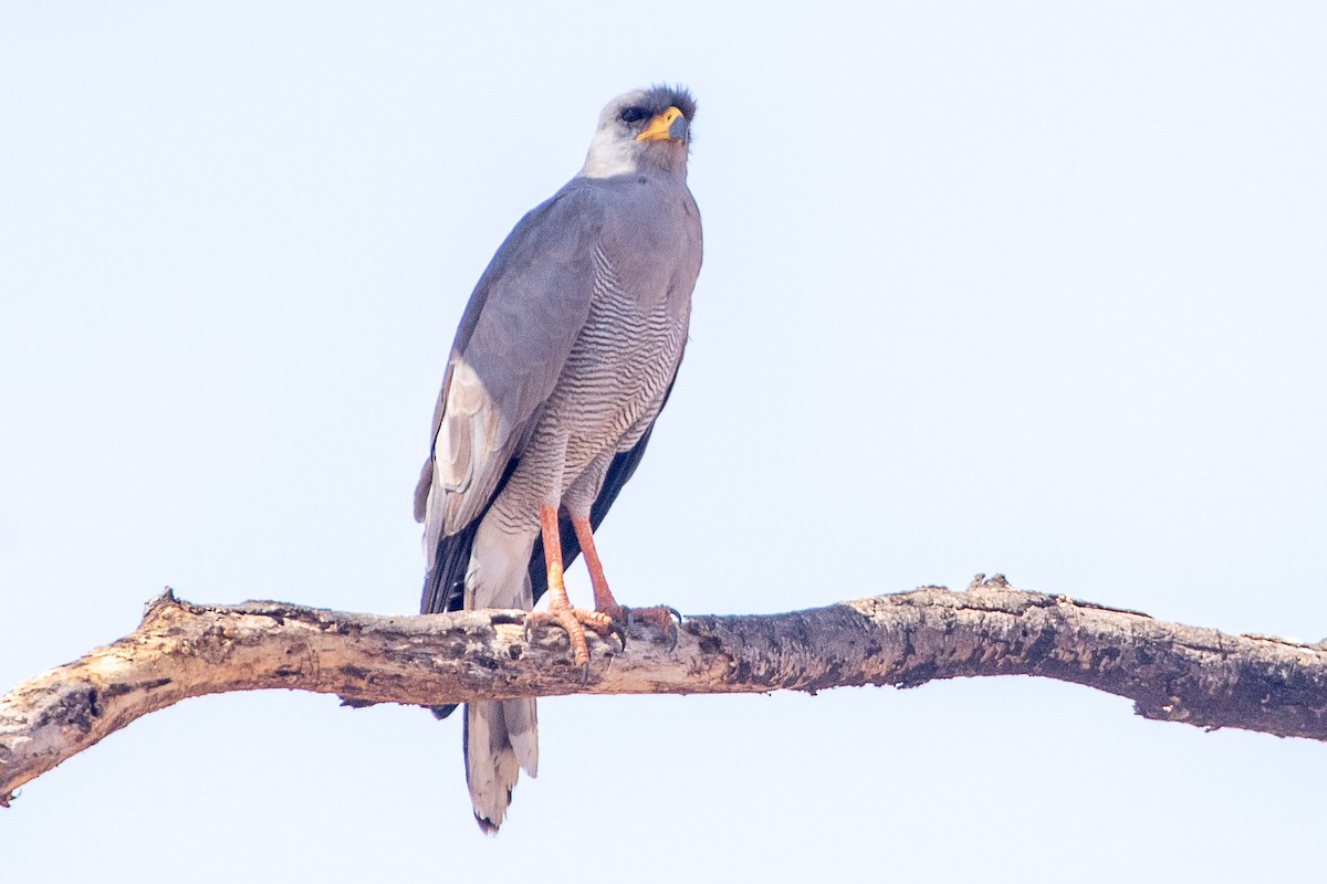 Eastern Chanting-Goshawk - ML630358103