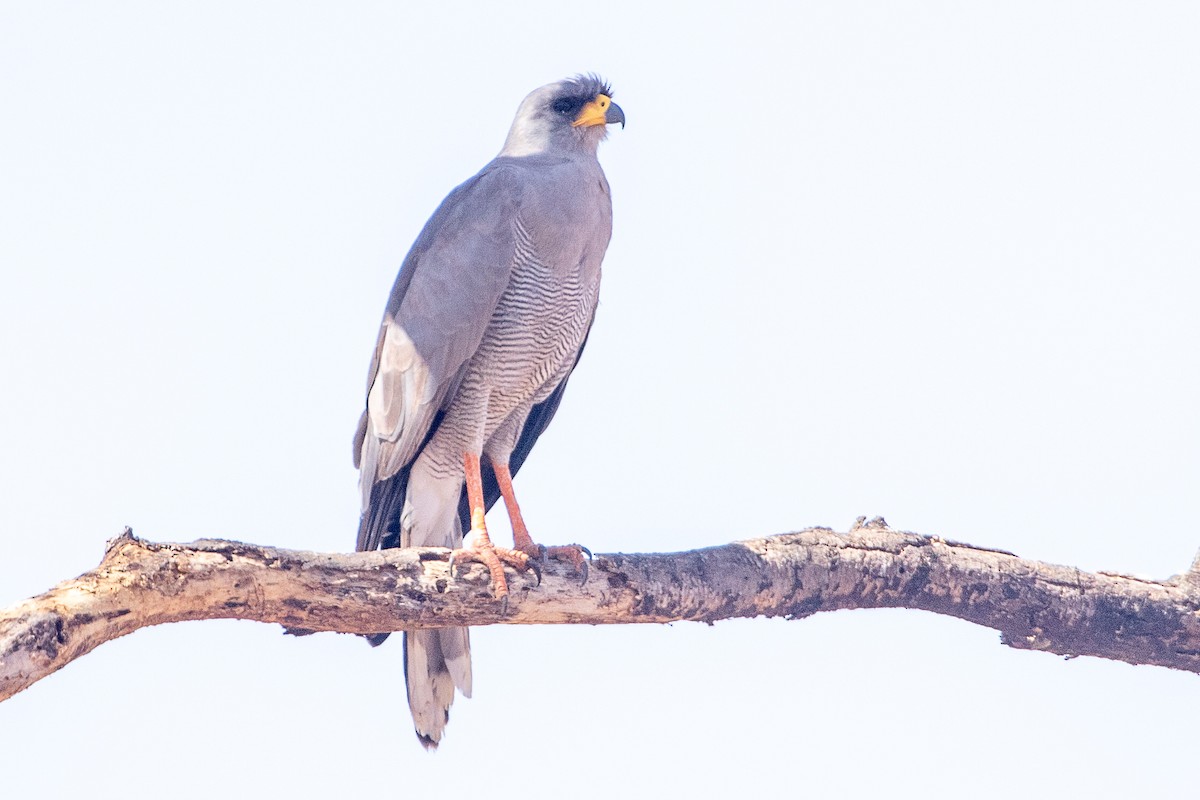 Eastern Chanting-Goshawk - ML630358104
