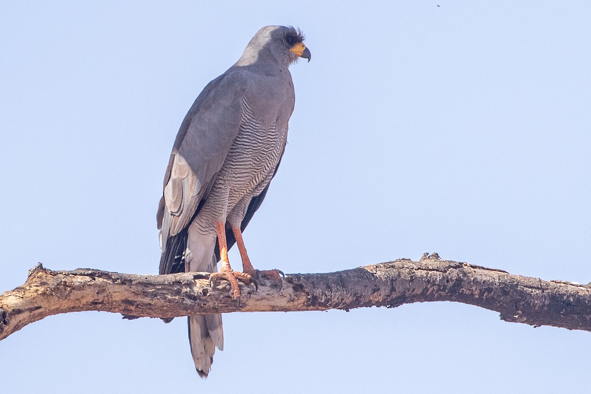 Eastern Chanting-Goshawk - ML630358105