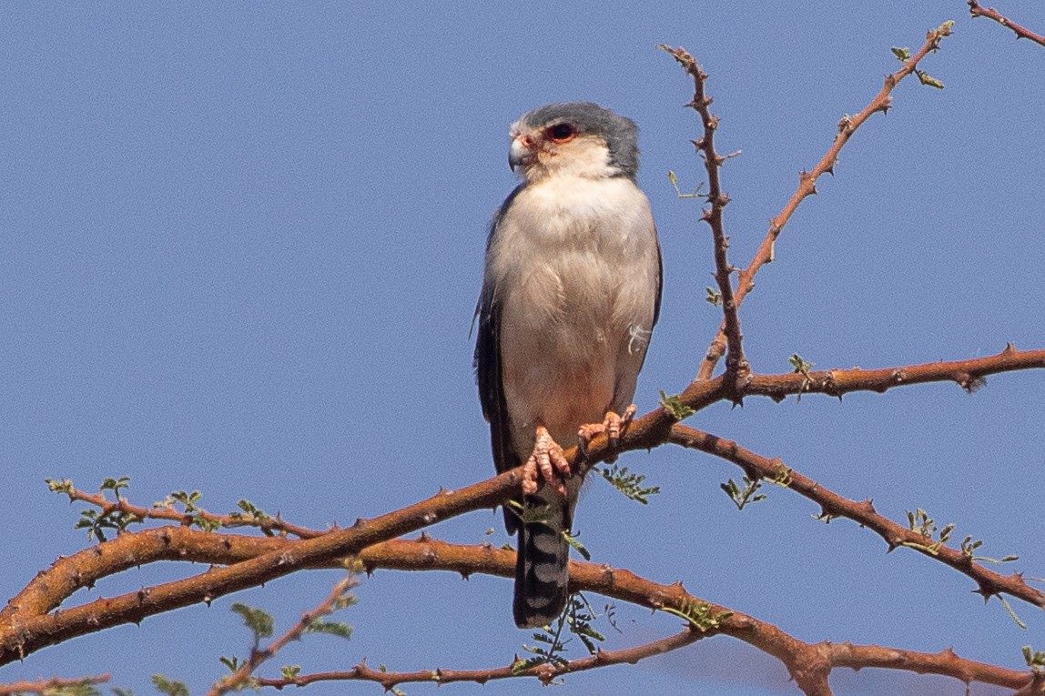 Pygmy Falcon - ML630358122