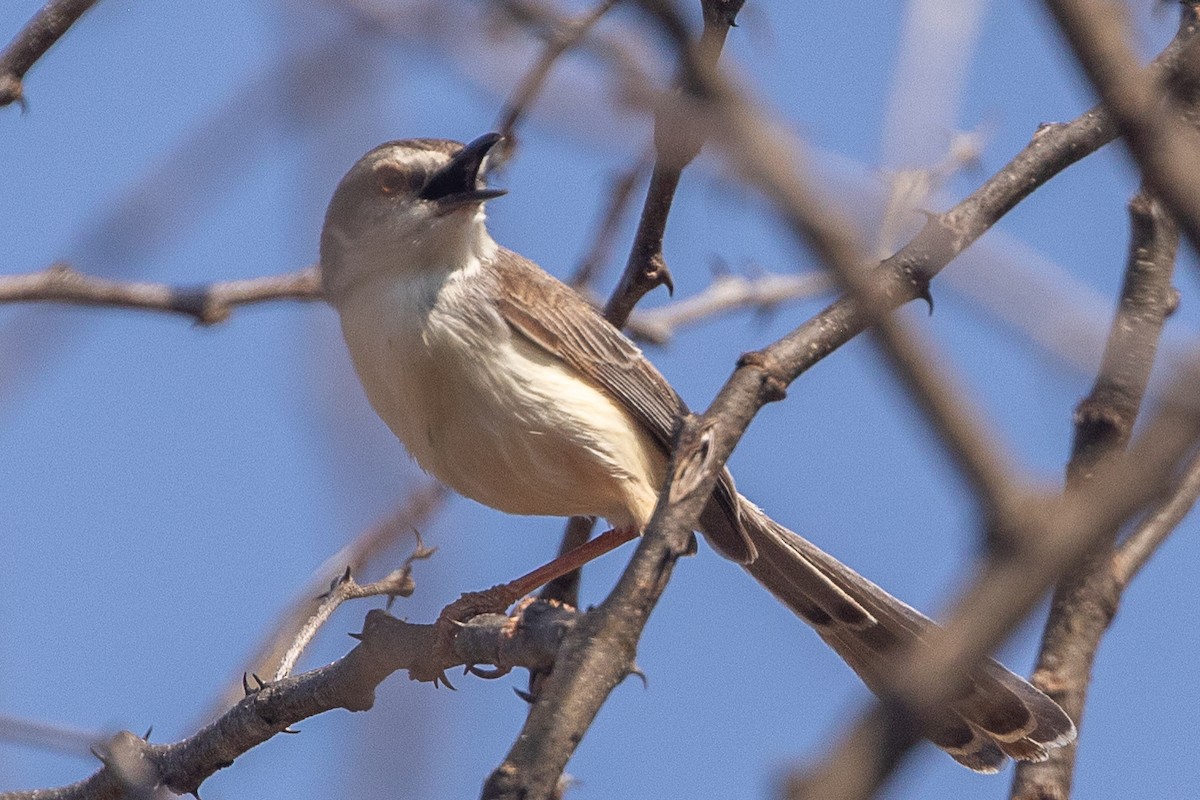 Pale Prinia - ML630358151