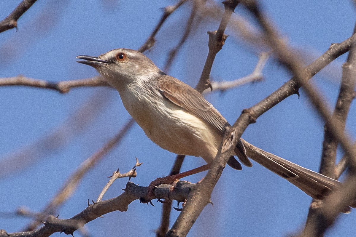 Pale Prinia - ML630358152