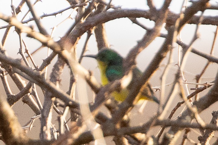 Collared Sunbird - ML630358272