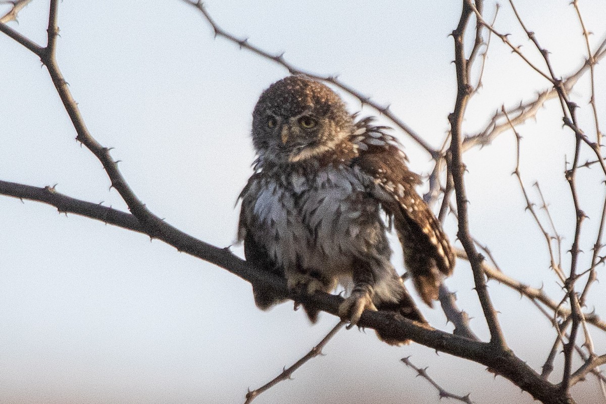 Pearl-spotted Owlet - ML630358274