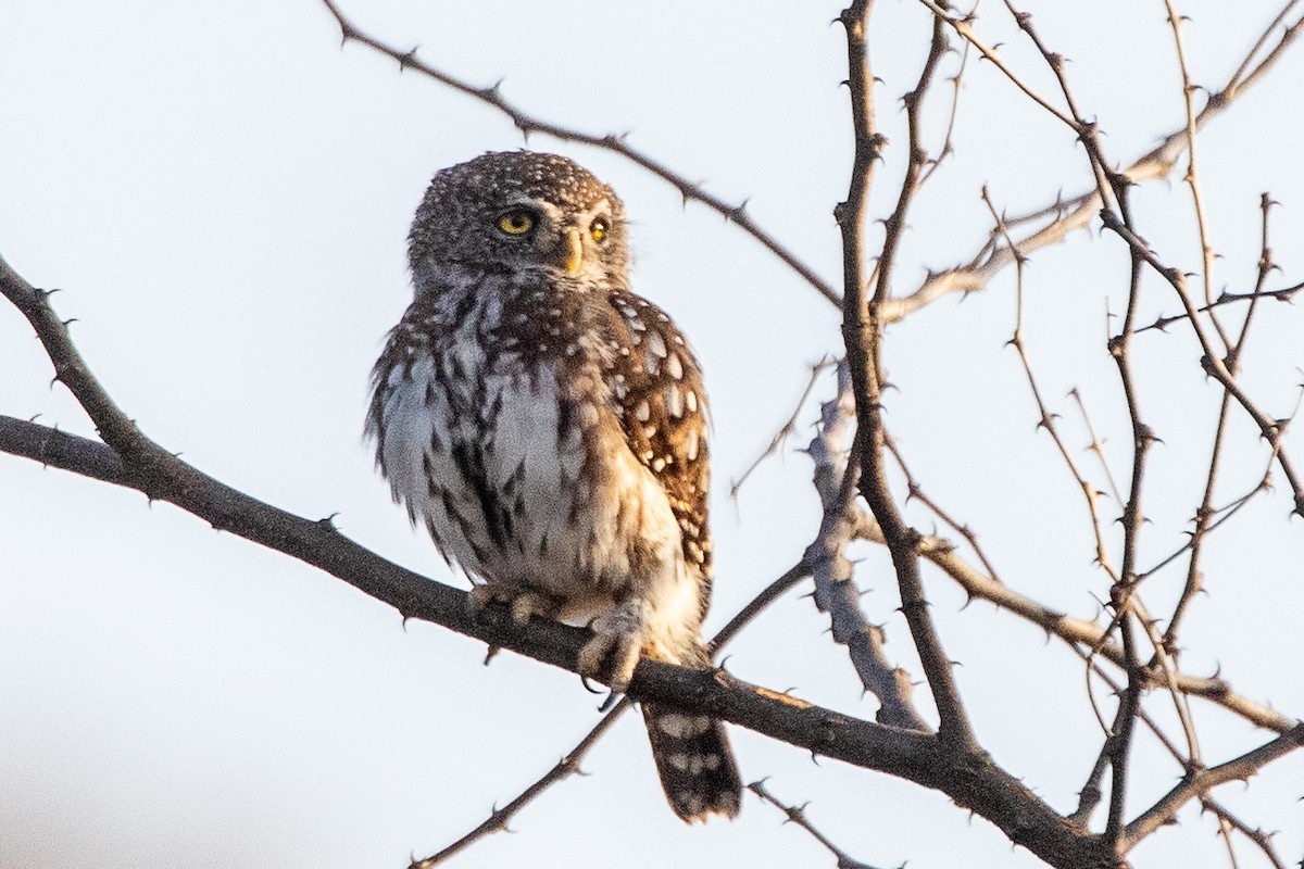 Pearl-spotted Owlet - ML630358275