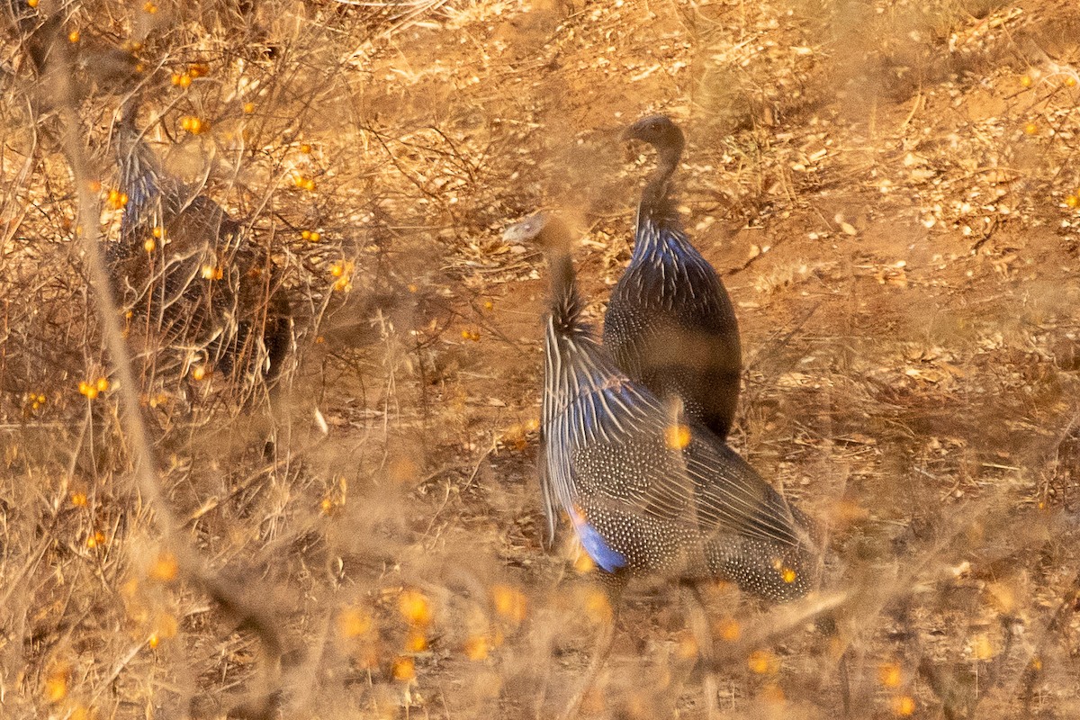 Vulturine Guineafowl - ML630358277