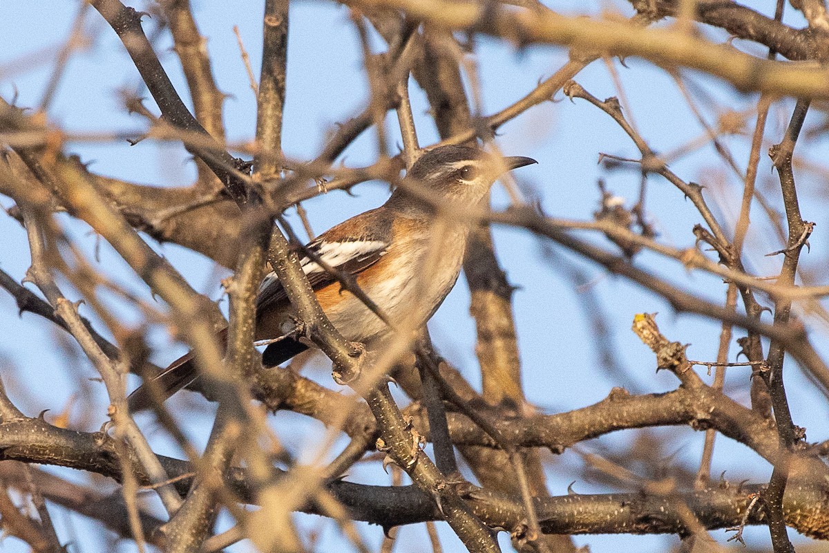 White-browed Scrub-Robin - ML630358282