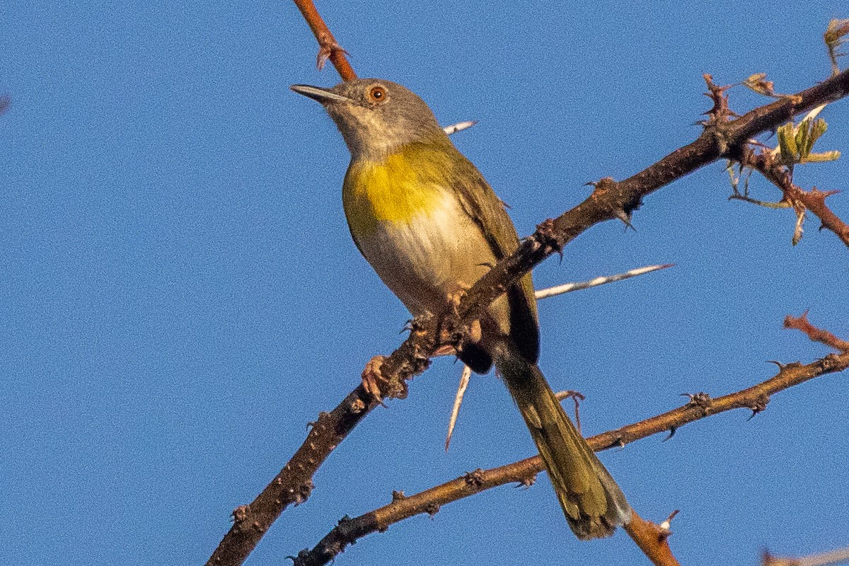 Yellow-breasted Apalis - ML630358291