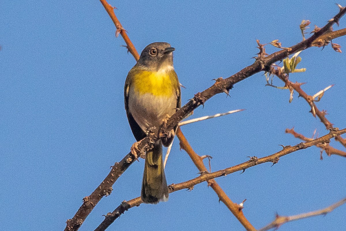 Yellow-breasted Apalis - ML630358292