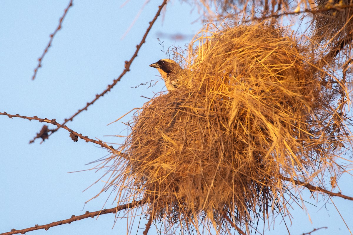 White-browed Sparrow-Weaver - ML630358294