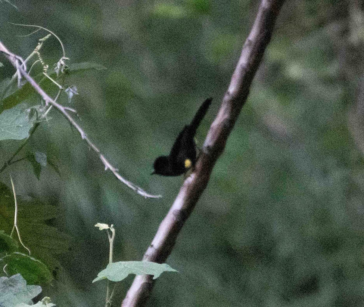 Yellow-thighed Brushfinch - ML630358353