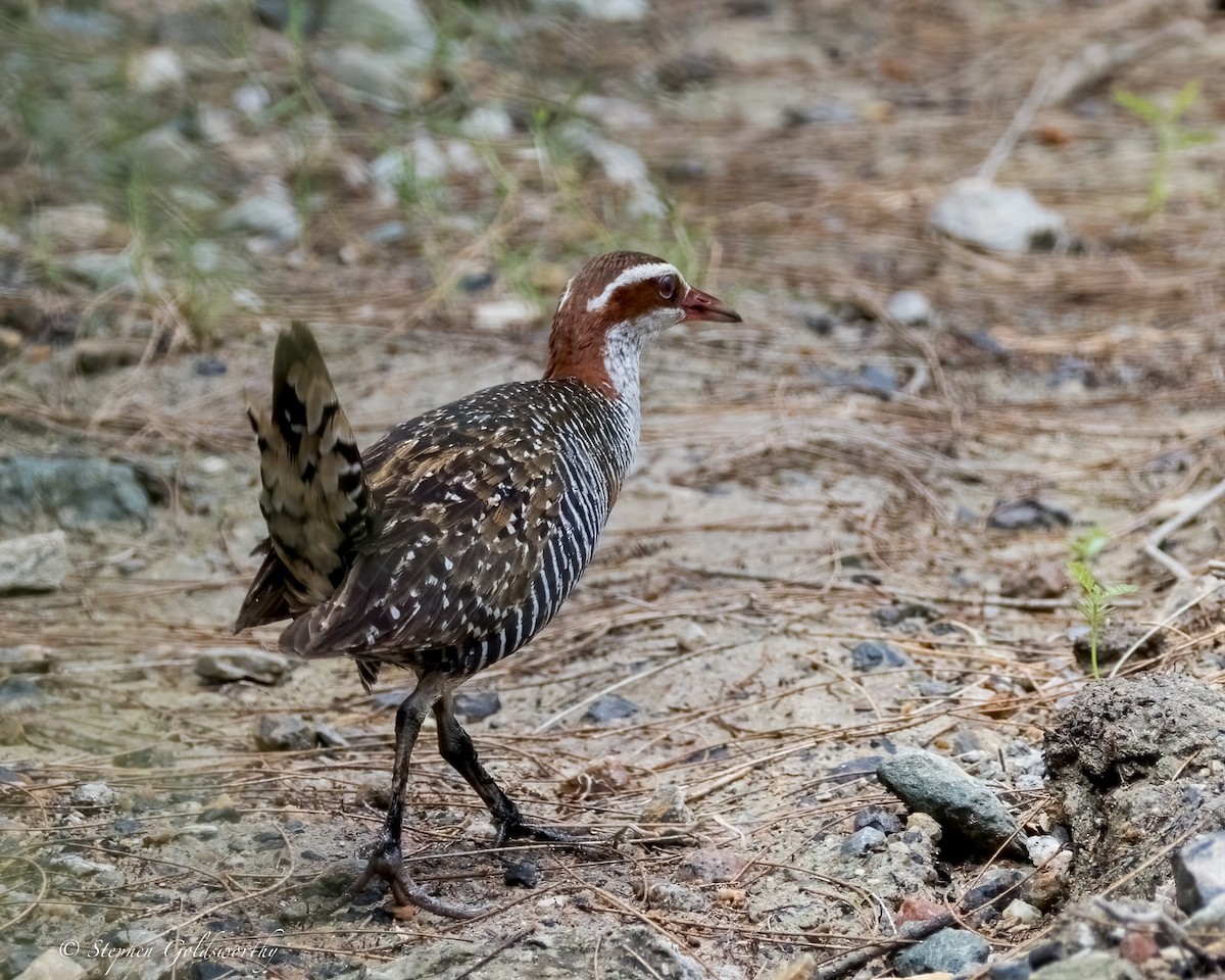 Buff-banded Rail - ML630358358