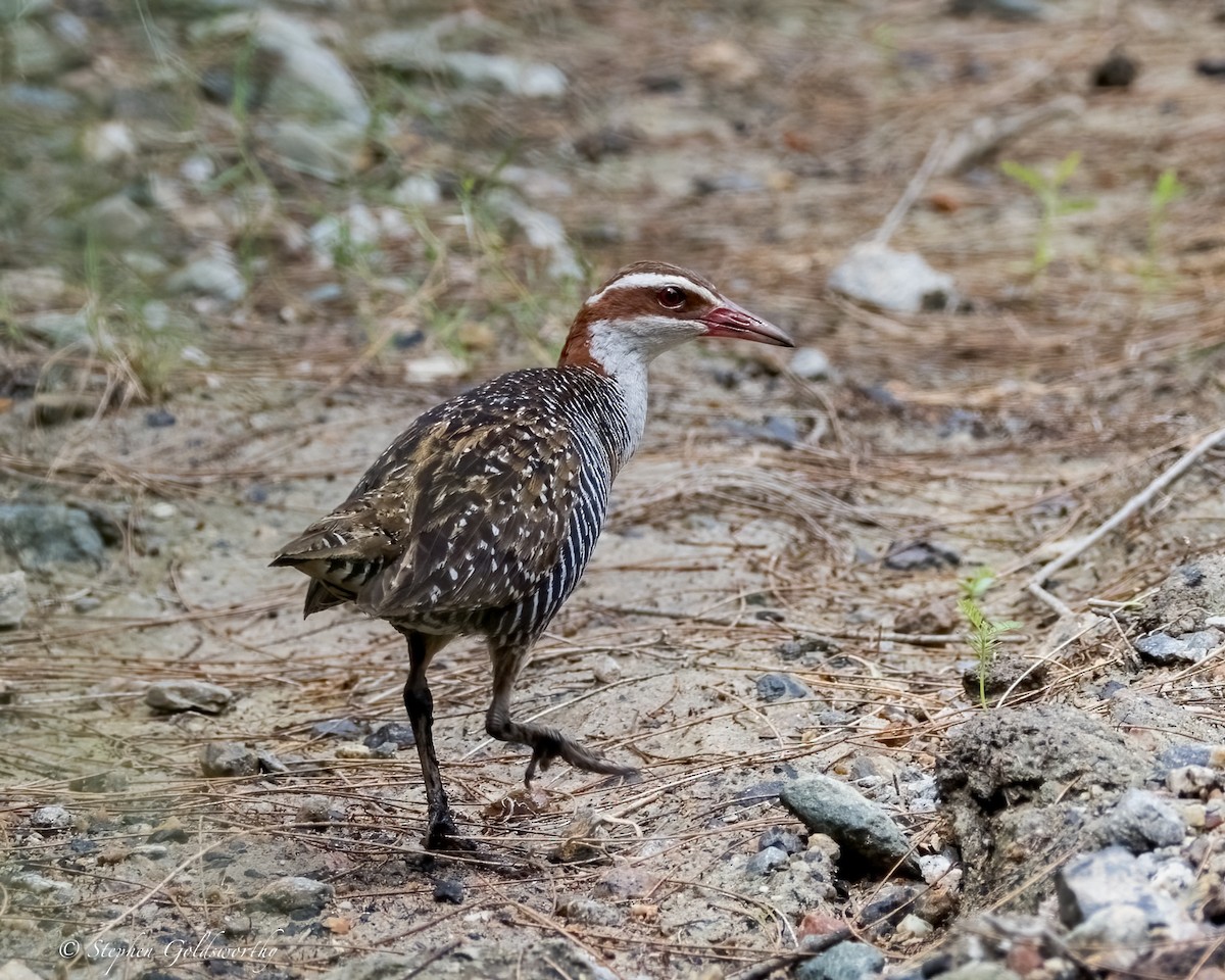 Buff-banded Rail - ML630358359