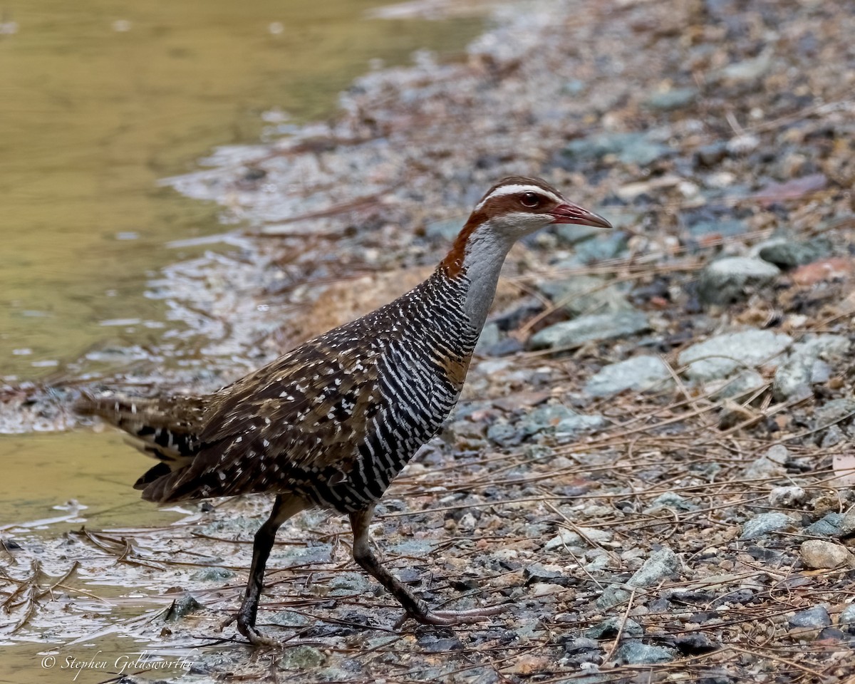 Buff-banded Rail - ML630358362