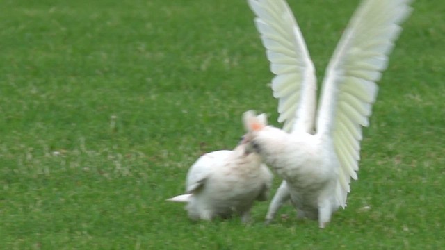 Little Corella - ML630358363