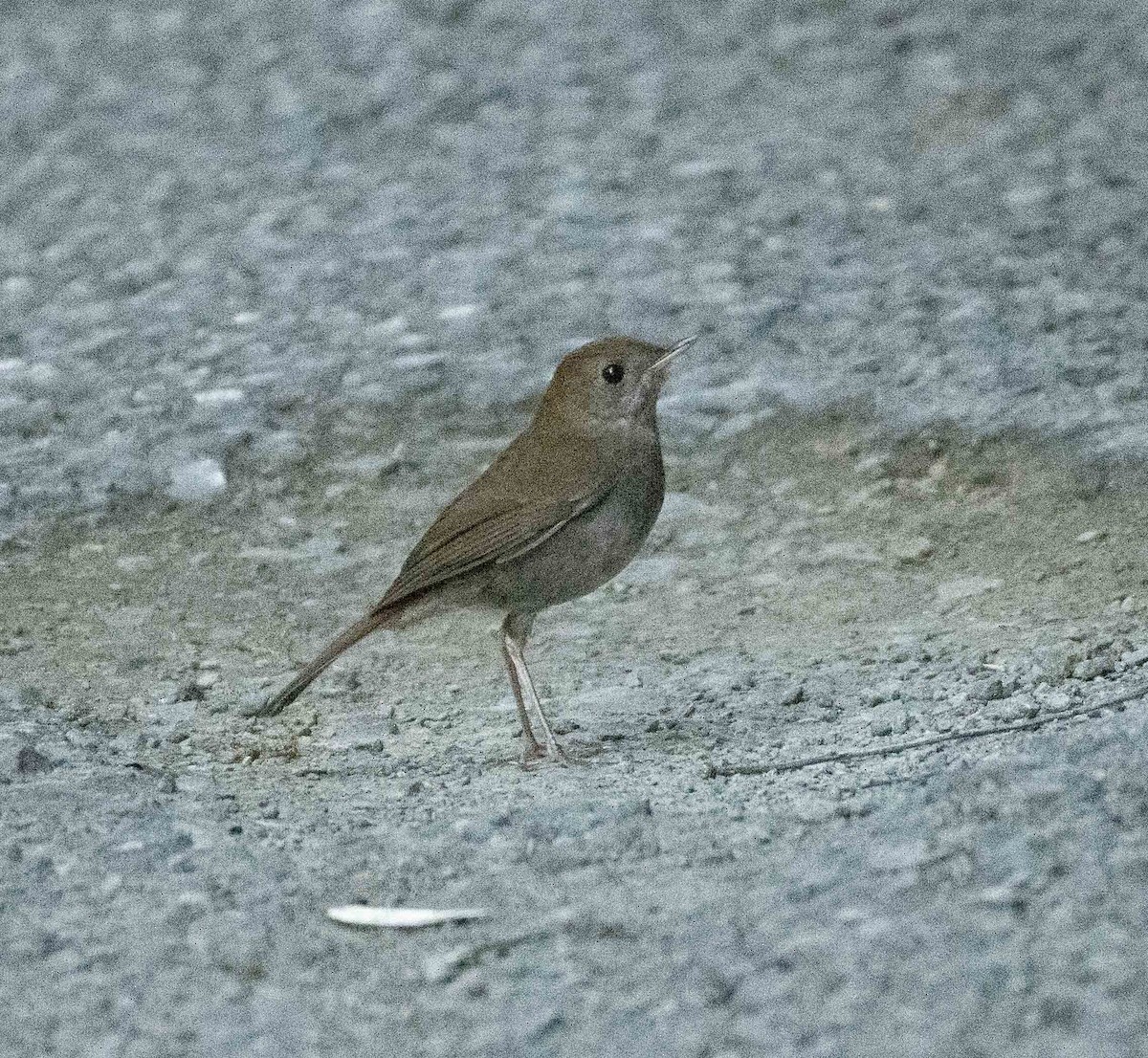 Ruddy-capped Nightingale-Thrush - ML630358380