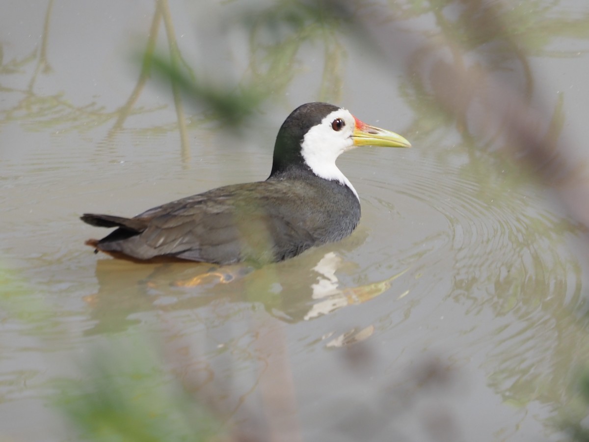 hvitbrystrikse - ML630358633