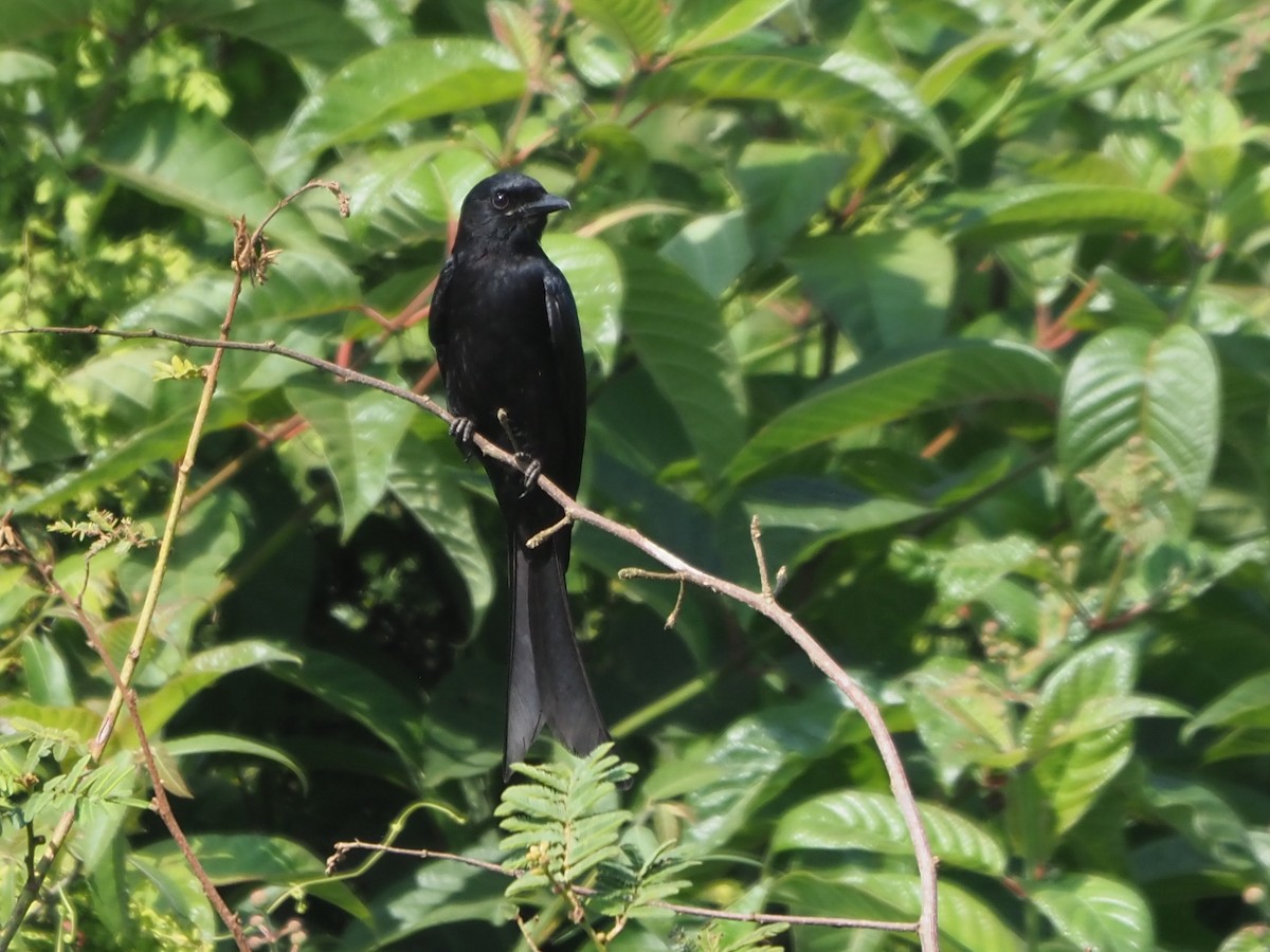 svartdrongo - ML630358640