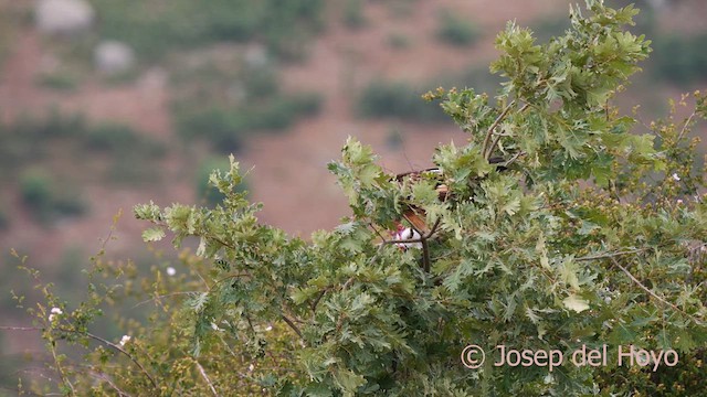 Iberian Gray Shrike - ML630358964