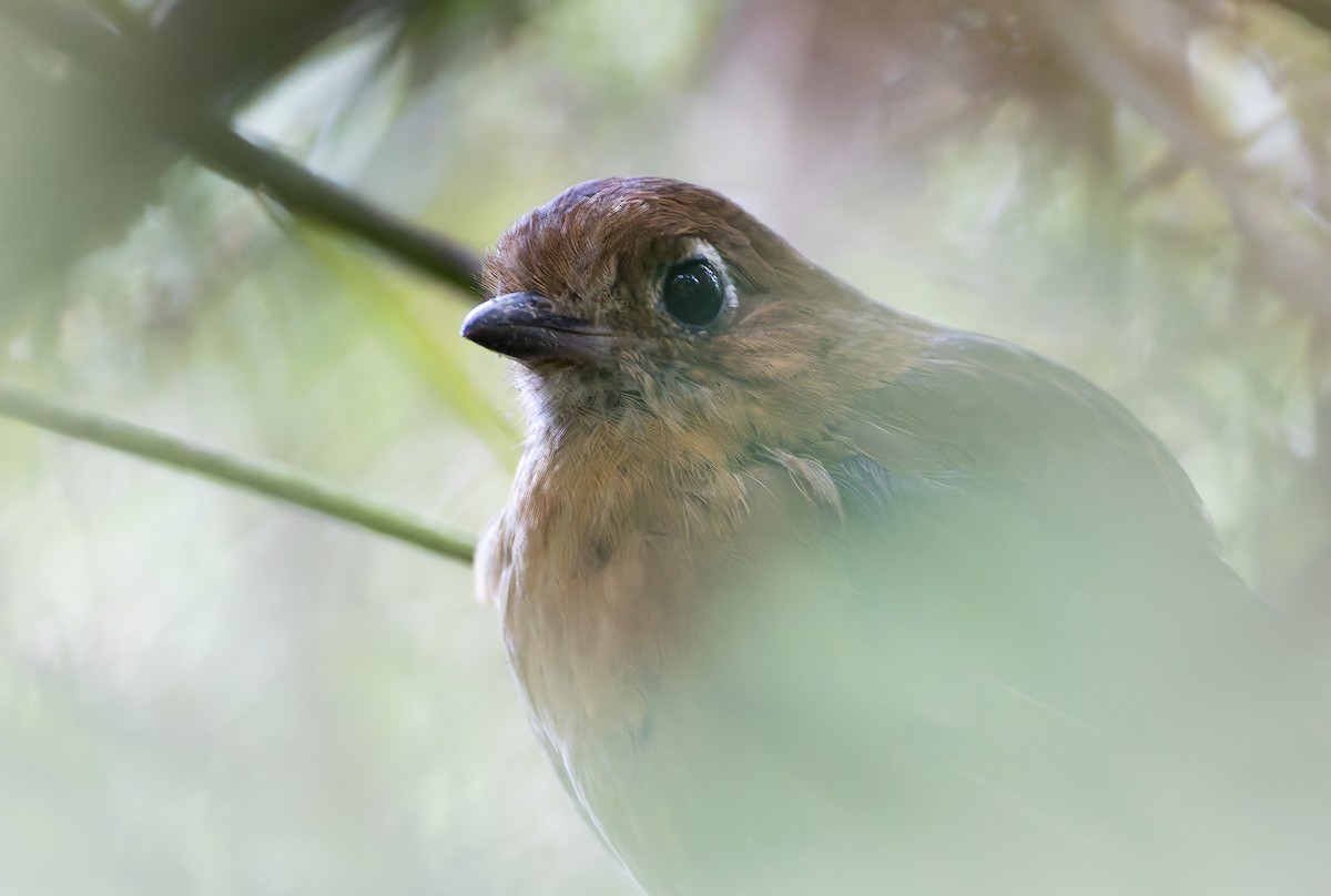 Sierra Nevada Antpitta - ML630358973