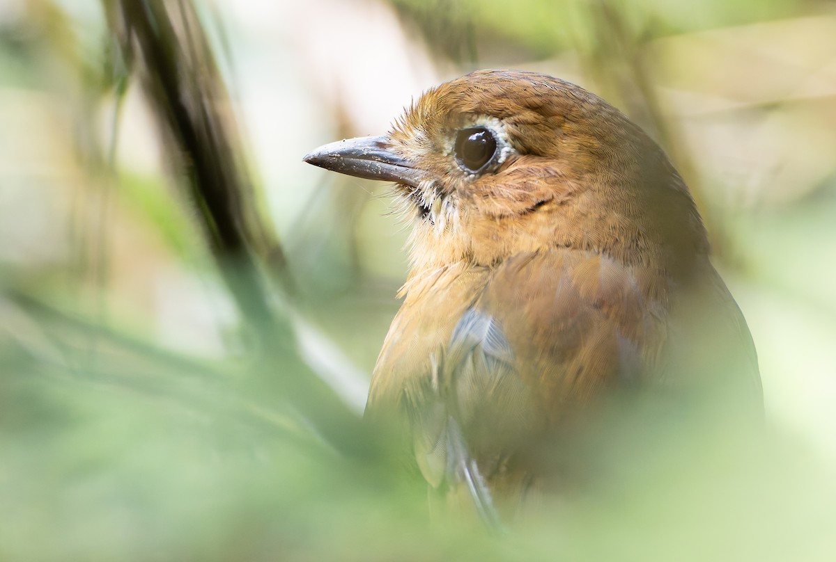 Sierra Nevada Antpitta - ML630358974
