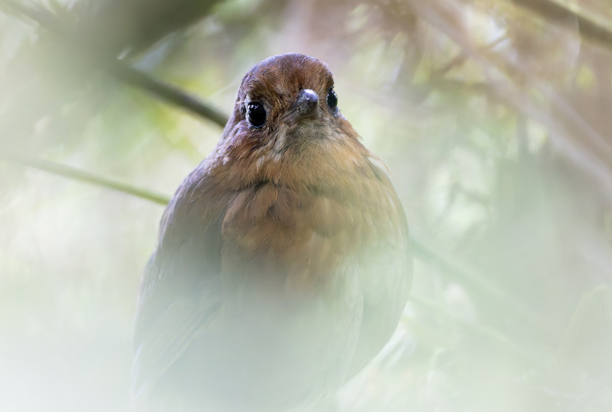 Sierra Nevada Antpitta - ML630358976