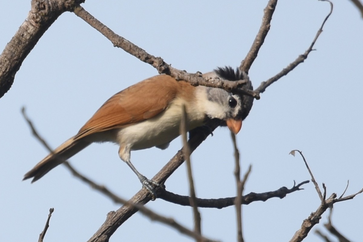 Gray-headed Parrotbill - ML630359072