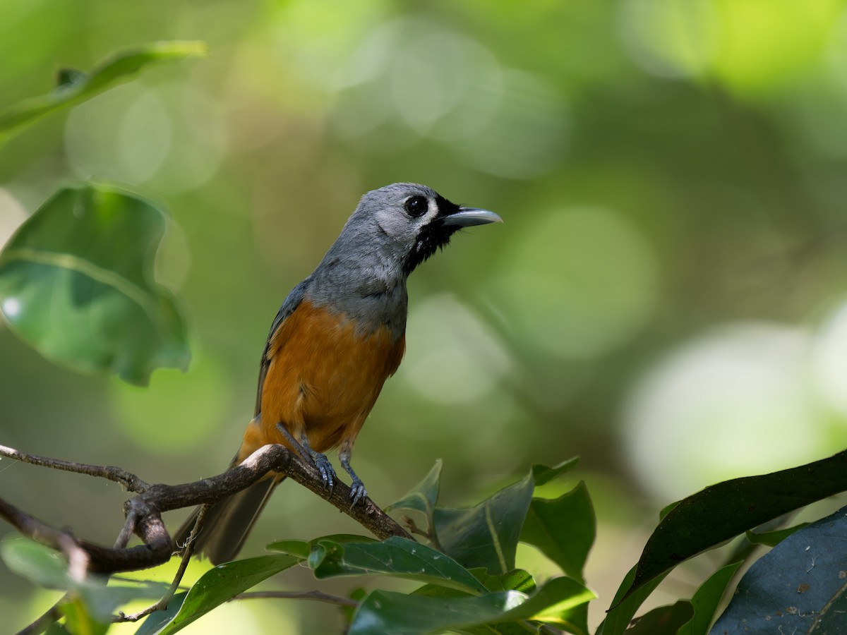 Black-faced Monarch - ML630359163