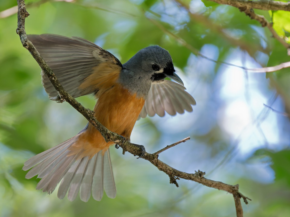 Black-faced Monarch - ML630359164