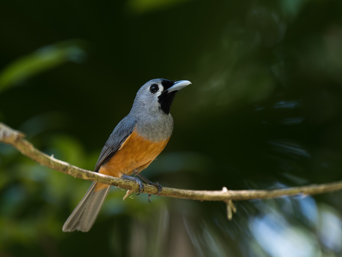 Black-faced Monarch - ML630359165