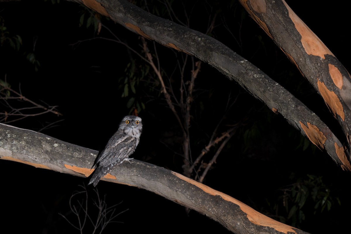 Tawny Frogmouth - ML630359345