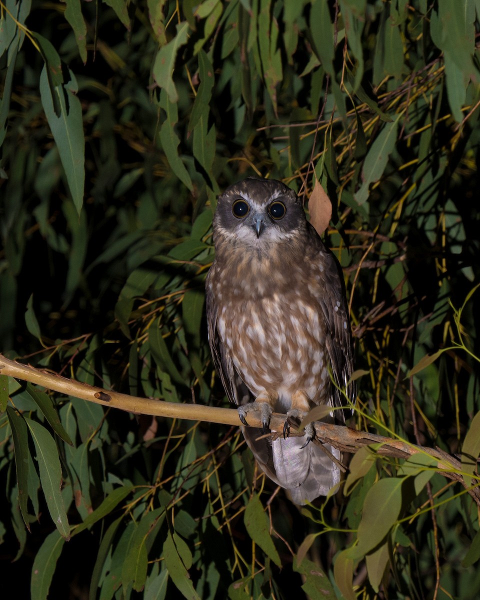 Australian Boobook - ML630359583