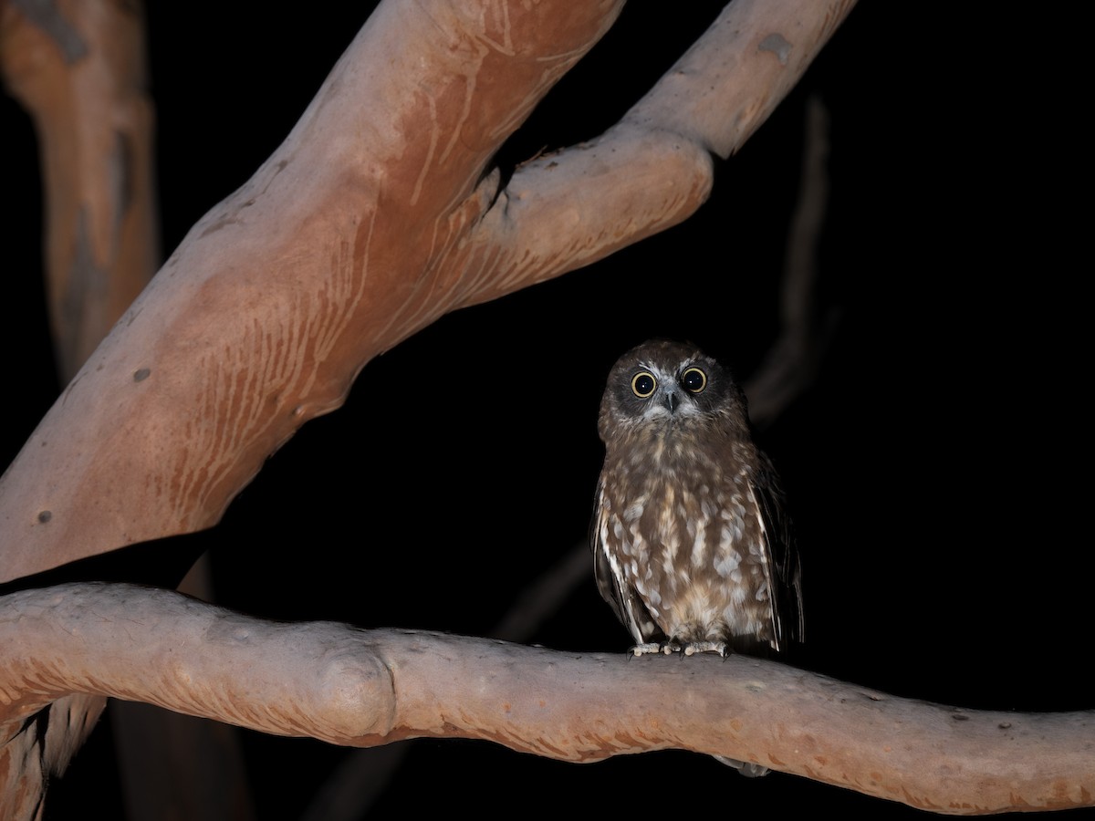 Australian Boobook - ML630359584