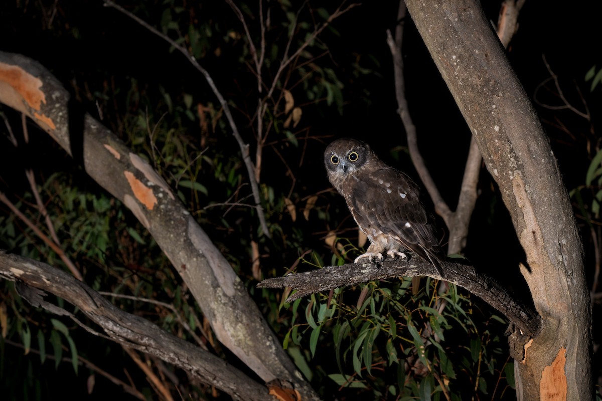 Australian Boobook - ML630359585