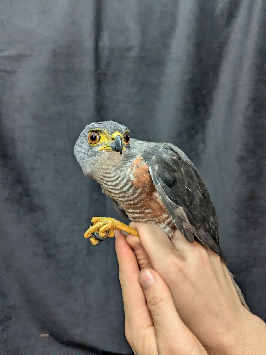 Chestnut-flanked Sparrowhawk - ML630359624