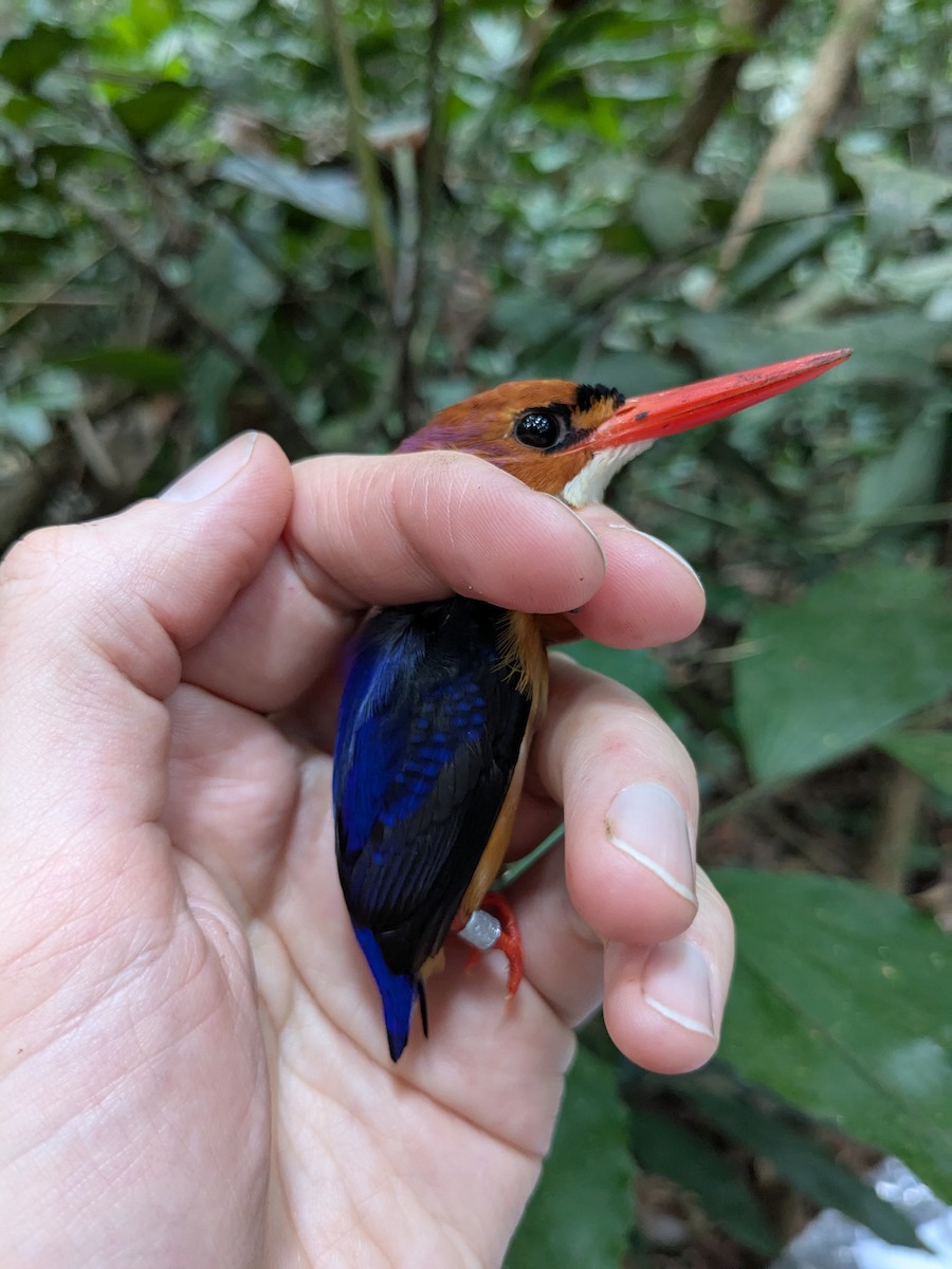 African Dwarf Kingfisher - ML630359722