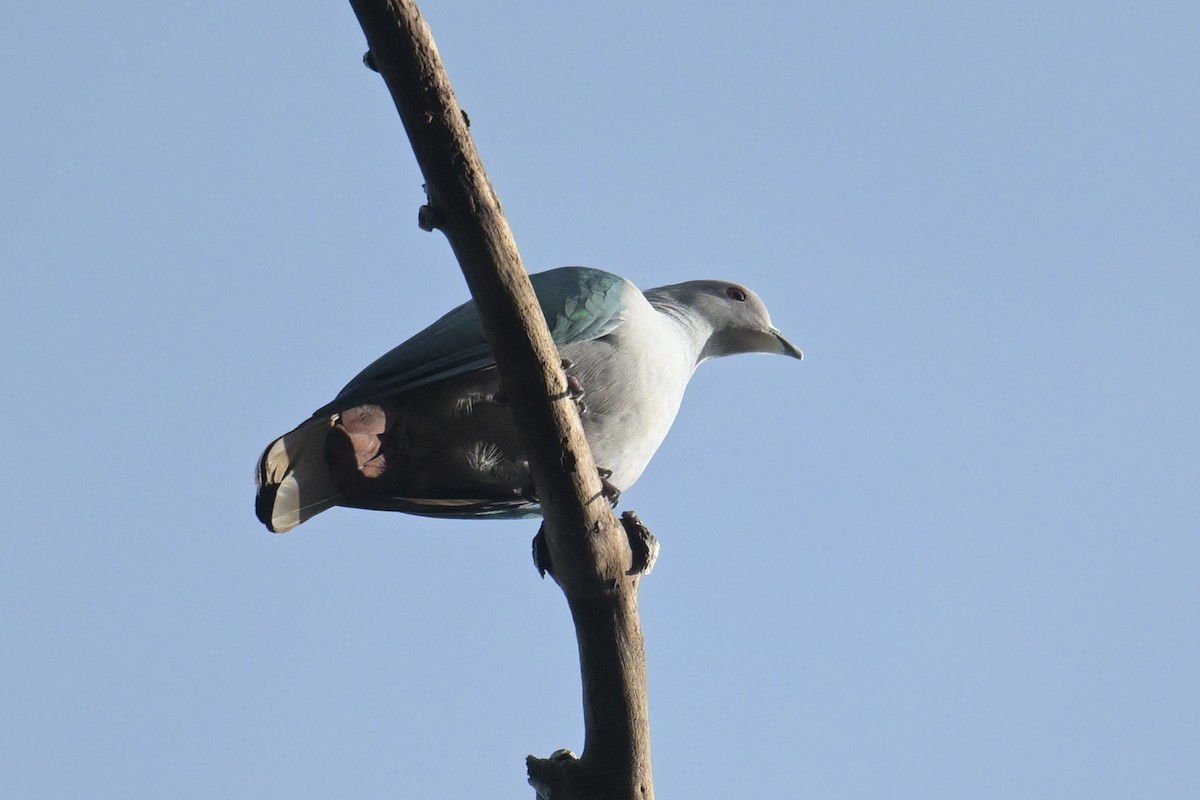 Green Imperial-Pigeon (Green) - ML630359731