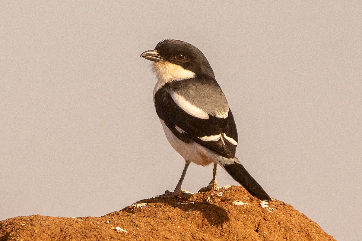 Somali Fiscal - ML630359806