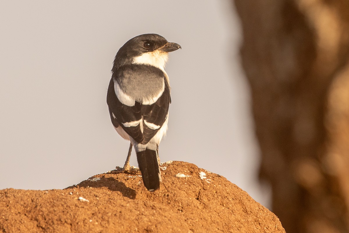 Somali Fiscal - ML630359807