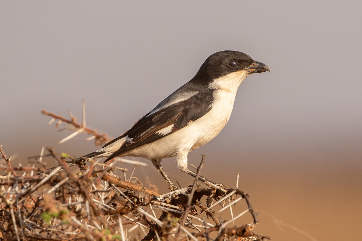 Somali Fiscal - ML630359809