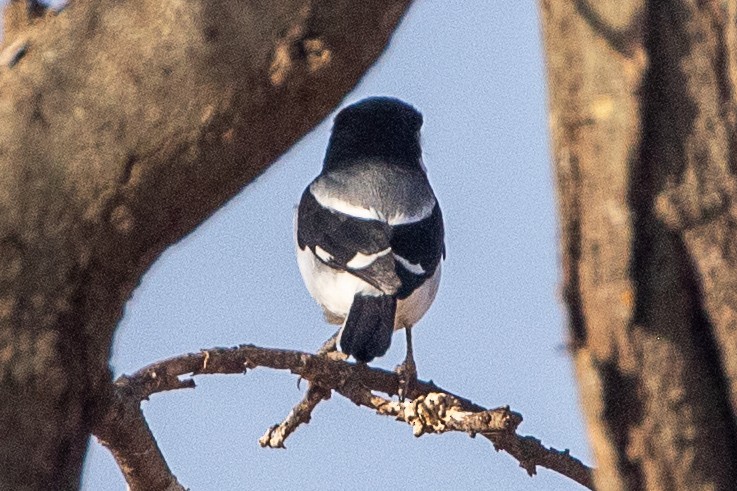 Somali Fiscal - ML630359815
