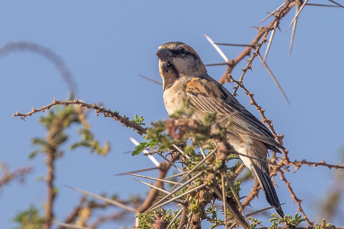 Shelley's Rufous Sparrow - ML630359819