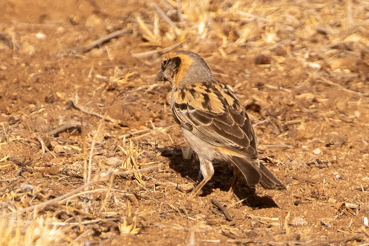 Shelley's Rufous Sparrow - ML630359820