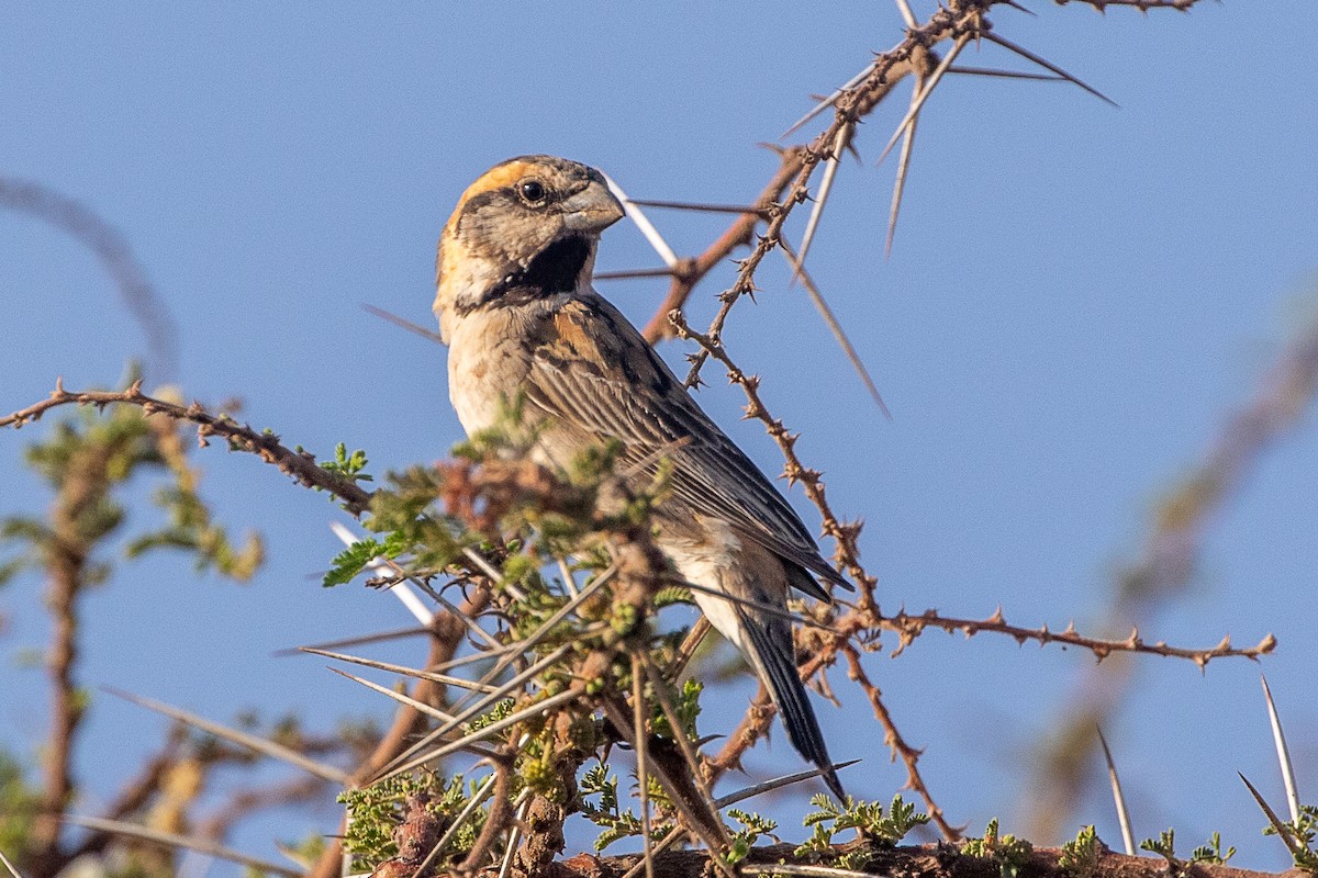 Shelley's Rufous Sparrow - ML630359822