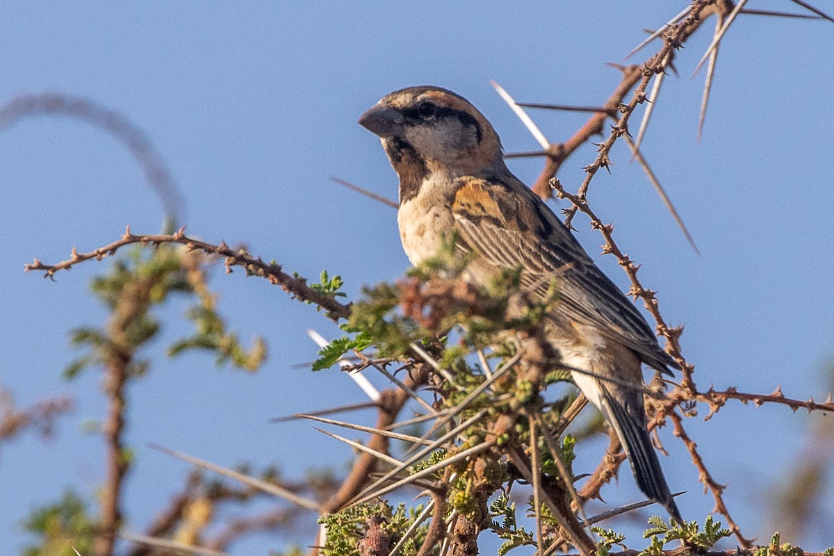 Shelley's Rufous Sparrow - ML630359823