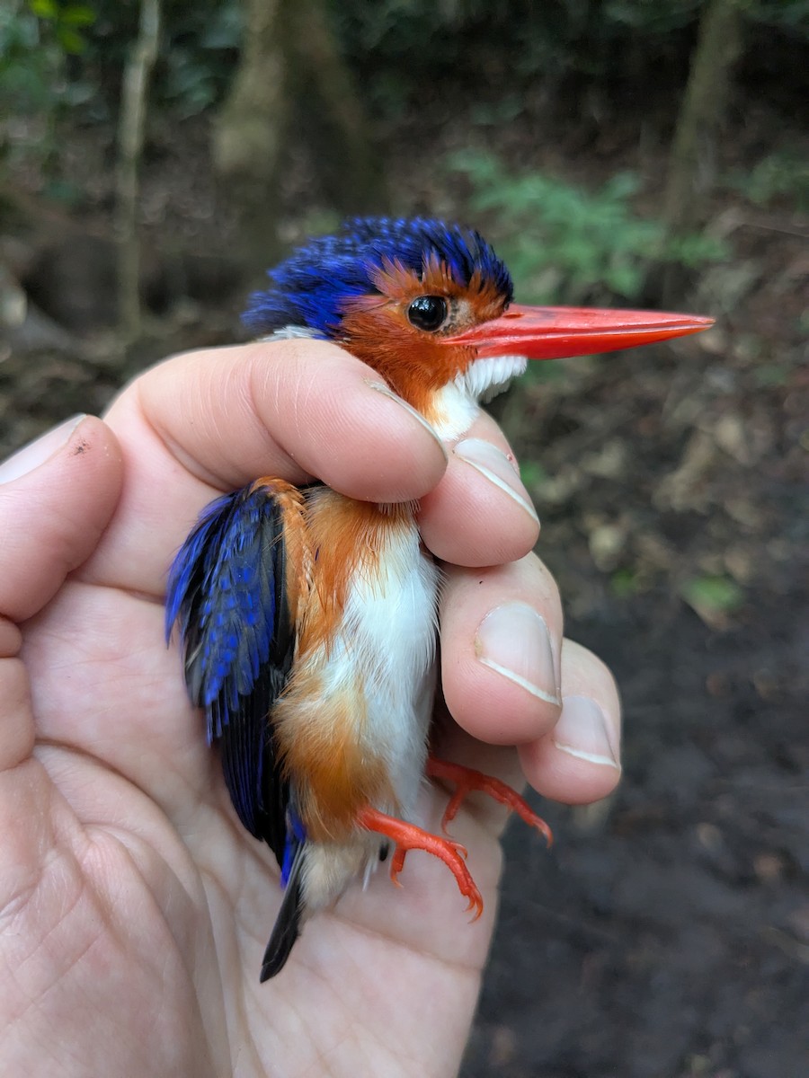 White-bellied Kingfisher - ML630359870