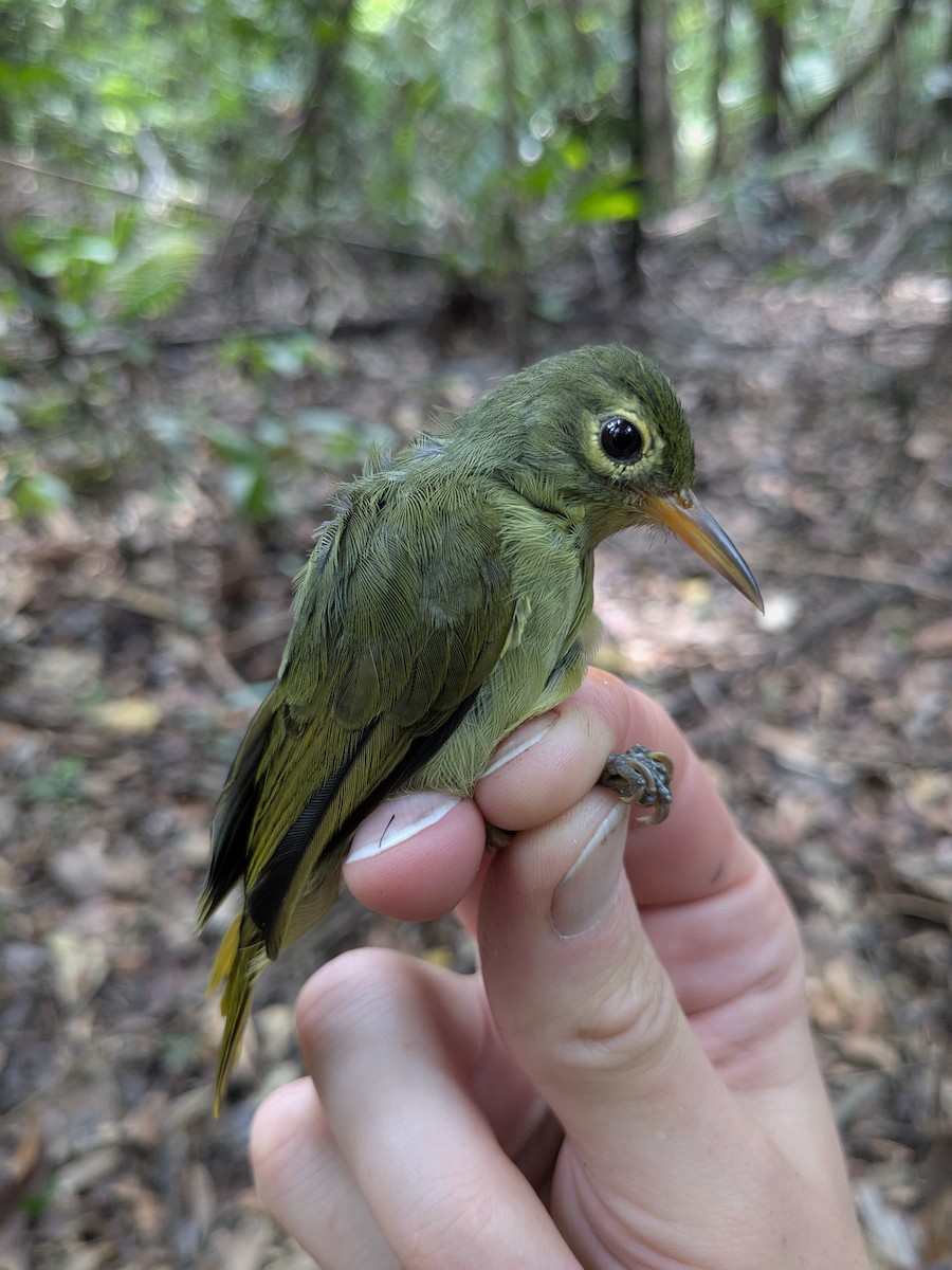 Fraser's Sunbird - ML630359903