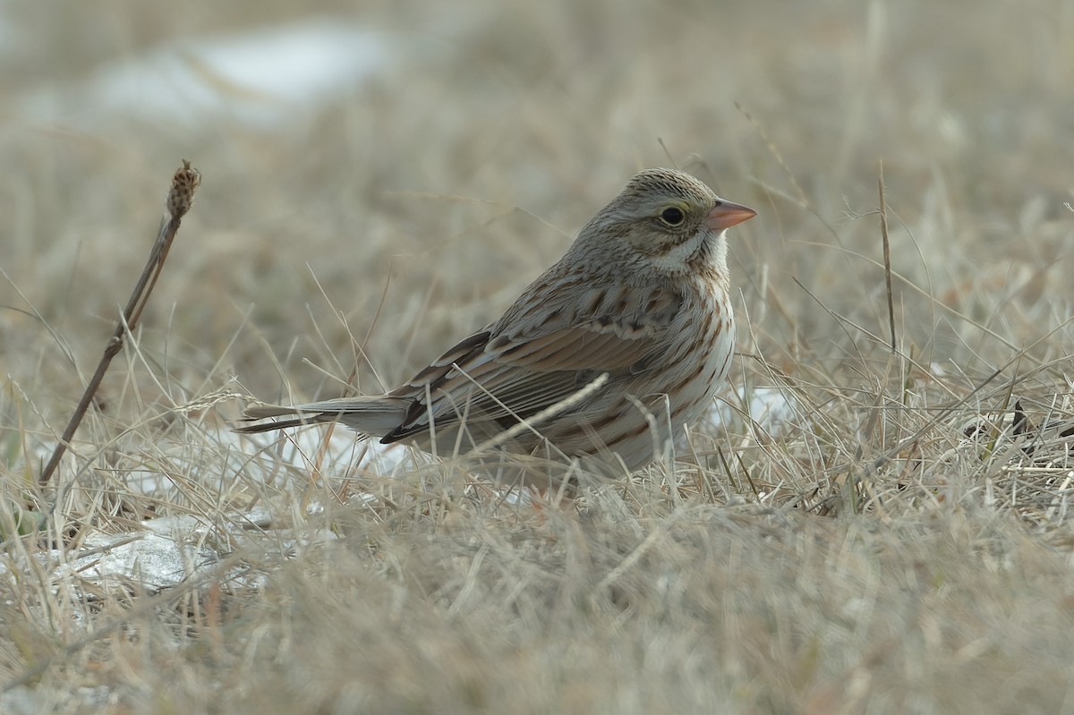 Savannah Sparrow (Ipswich) - ML630359993