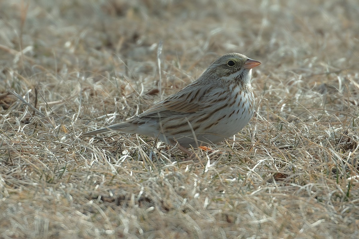 Savannah Sparrow (Ipswich) - ML630359997